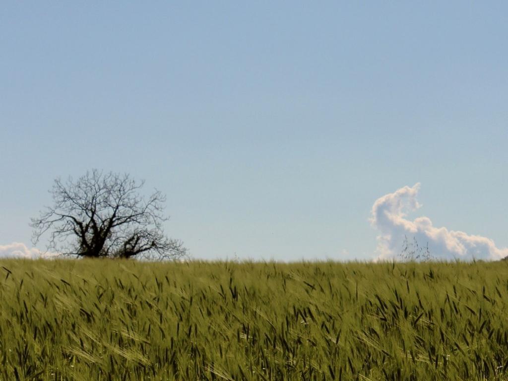 Agri Rio Βίλα Rio Salso Di Tavullia Εξωτερικό φωτογραφία